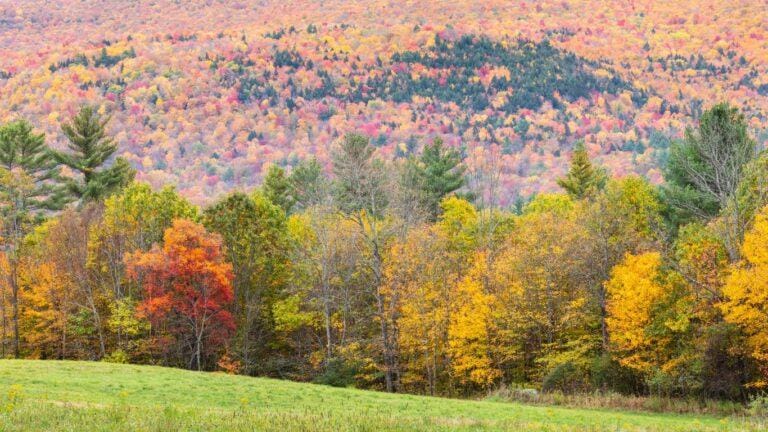 Why Green Mountain National Forest Vermont is the best place to visit